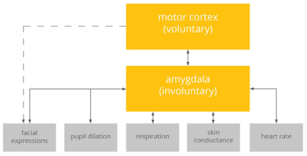 PDF p.7: 감정 반응 경로 다이어그램(Motor cortex, Amygdala 및 생리적 반응)
